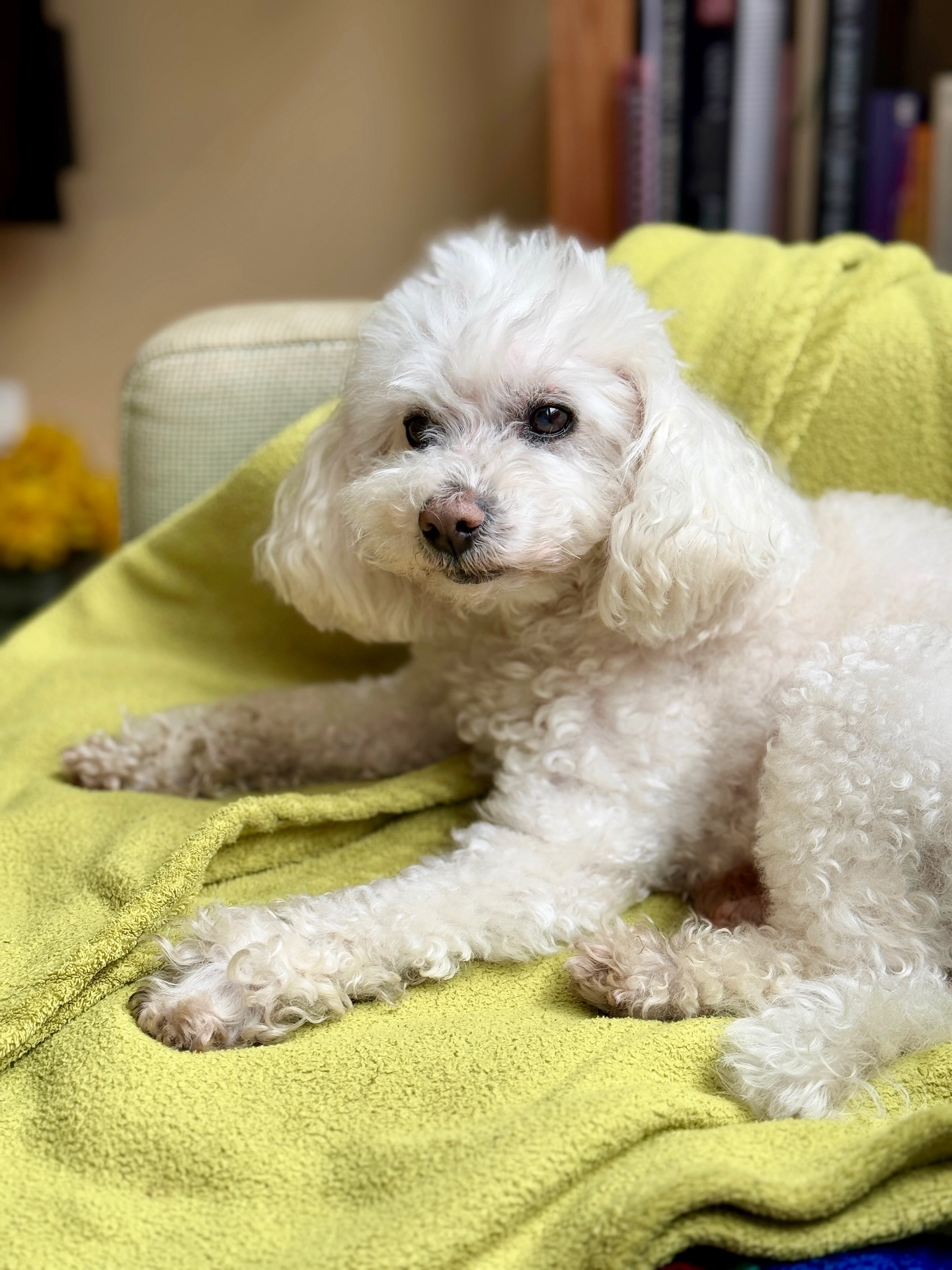 El sábado hizo ocho meses sin Scooby.

A veces pienso que ya debería estar mejor, pero la verdad es que me cuesta mucho adaptarme a estar sin él. 
No es que no haya aceptado su ausencia… es que todavía estoy aprendiendo a vivir con ella.

Dicen que el duelo pasa, pero creo que en realidad solo cambia: deja de doler como una herida abierta y pasa a doler como una cicatriz, solo que aún duele mucho…

Echo de menos tantos momentos con él… Todos ellos formaban parte de mi rutina y de mi vida.

Y me toca aprender a construir otra, sin su presencia física, pero con él en cada recuerdo.