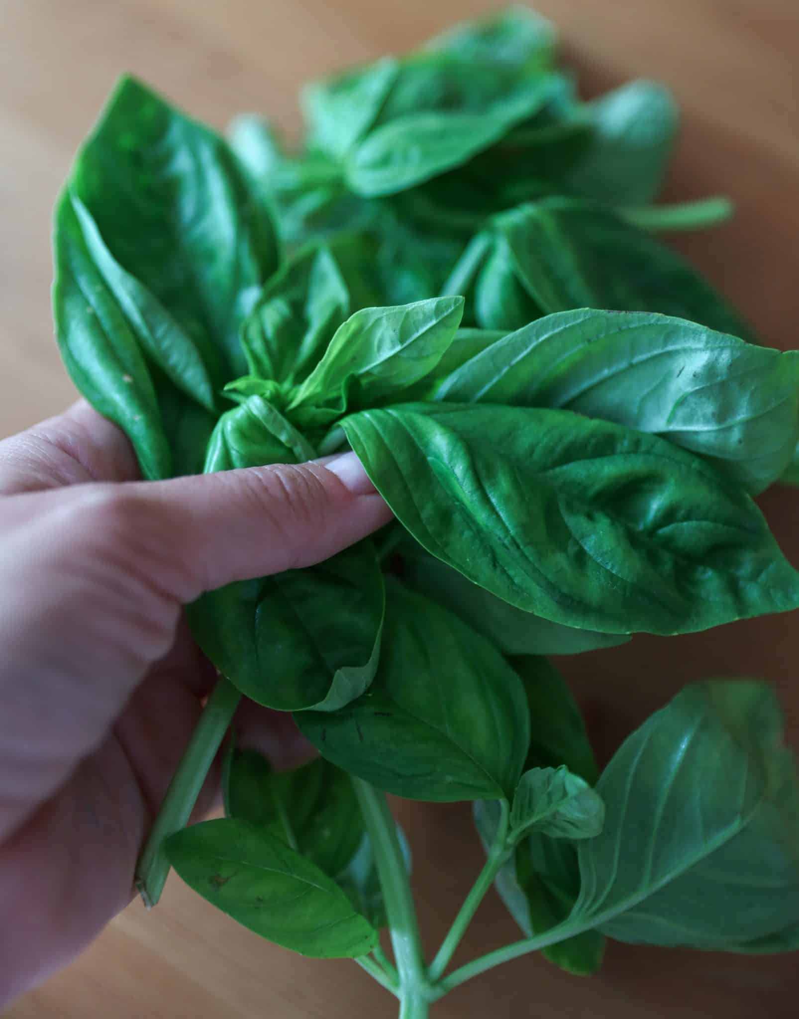Albahaca