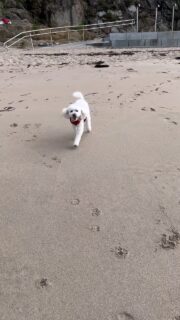 Lo mejor de mi 2025 fue tenerte, aunque solo fuera hasta el 8 de marzo 🫶 Scooby