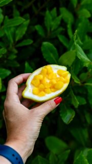¿Recetas que me recuerdan a mi niñez? ¡Cualquiera con limón! 
Hoy, concretamente, os traigo esta sencillita y refrescante de mano de @gadis.supermercados y su concurso de recetas.  

Este mes, por ejemplo, sortean una batidora/amasadora de KitchenAid. Participa en gadis.es  
 
 
INGREDIENTES 
2 limones grandes  
200 ml nata  
50 ml zumo limón 
5 gr azúcar 
Medio mango  
 
 
PREPARACIÓN 
Corta los limones longitudinalmente, como ves en el vídeo, vacía la pulpa, exprímela y reserva.  
 
Ahora, en un cazo a fuego medio calienta la nata con el azúcar, retira del fuego y añade el zumo de limón mientras que no dejas de revolver. Verás como va espesando.  
A mí me gusta con grumitos y por eso añadí algún trocito picado de la pulpa.  
 
Transfiere la mezcla a los limones y deja enfriar en la nevera durante al menos cuatro horas.  
Una vez que veas que el mix está compacto, coloca mango fresco picadito por encima.  

*PUBLI / AD