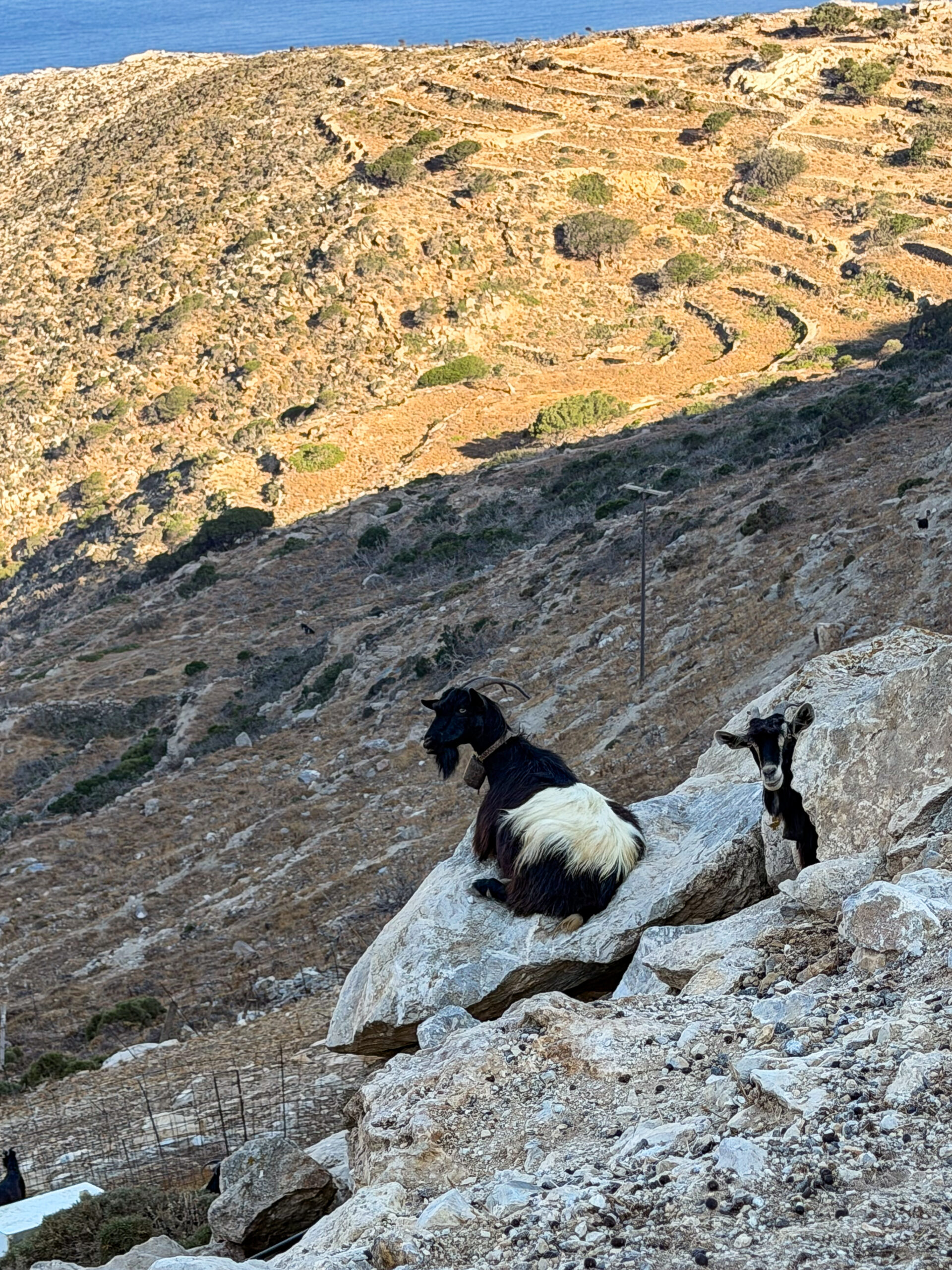 Cabras de Amorgós